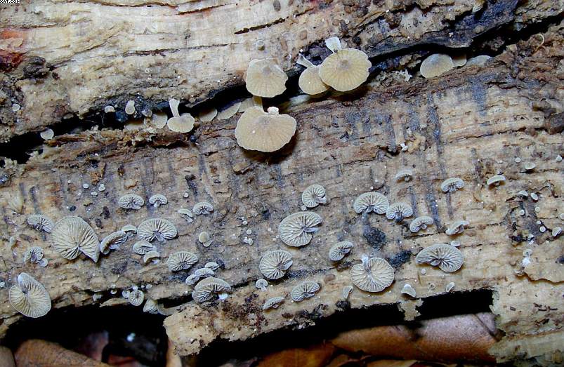 Simocybe haustellaris   ( Fr. )   Watling